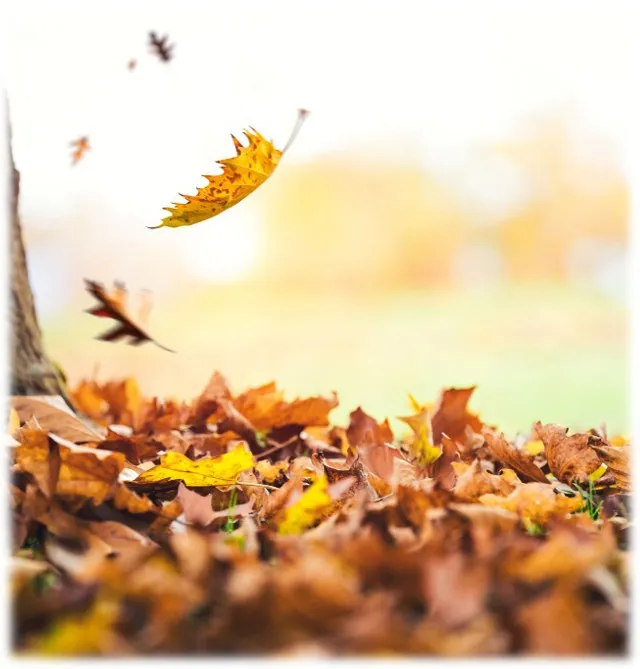 Harvesting Resilience: Growing Through the Season of Change